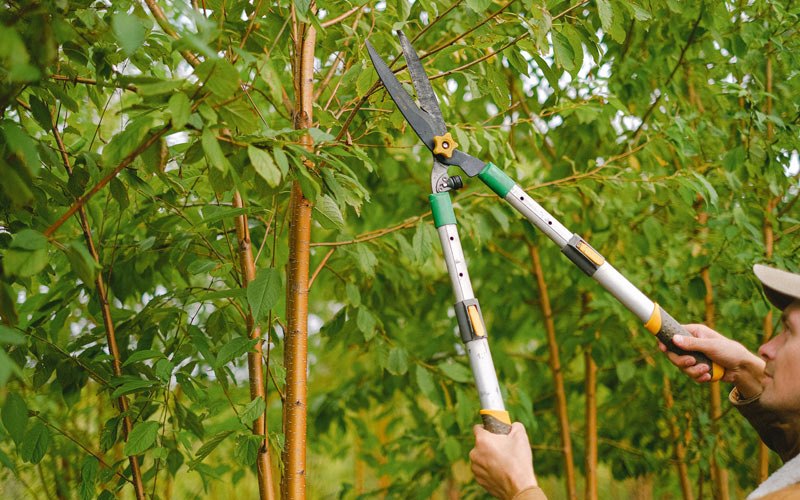 Tree trimming in Grapeview, WA
