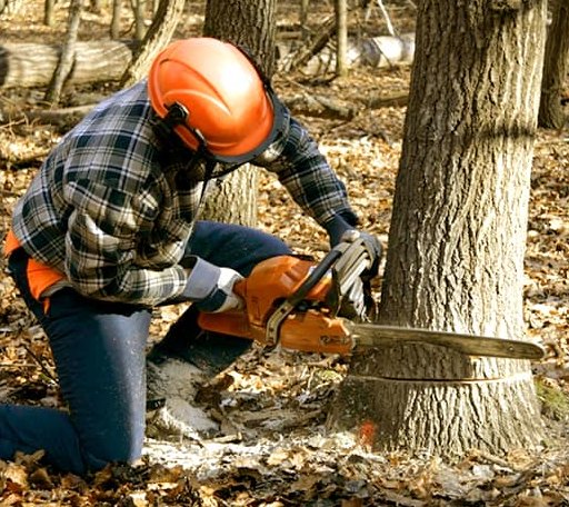 Tree Removal in Grapeview, WA
